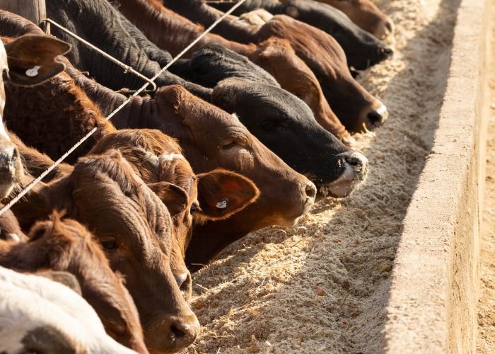 Beef Animal Feed​
