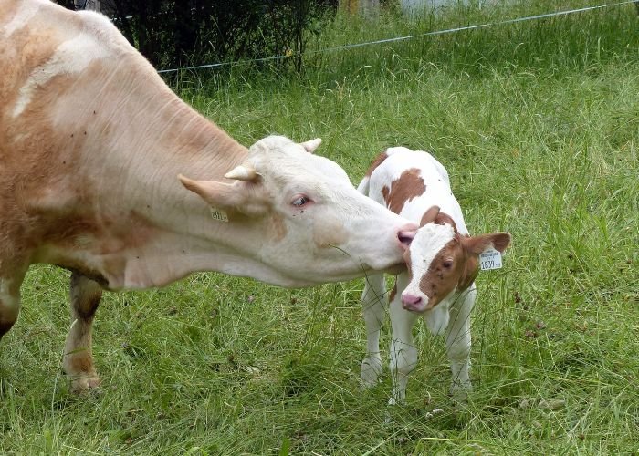 Calf and Heifer Feed​