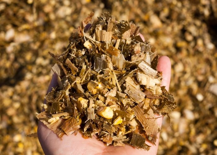 Corn Silage​