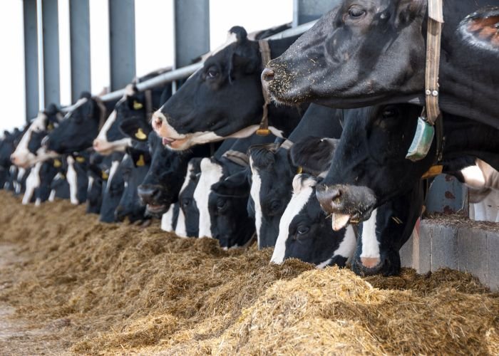 Dairy Animal Feed​