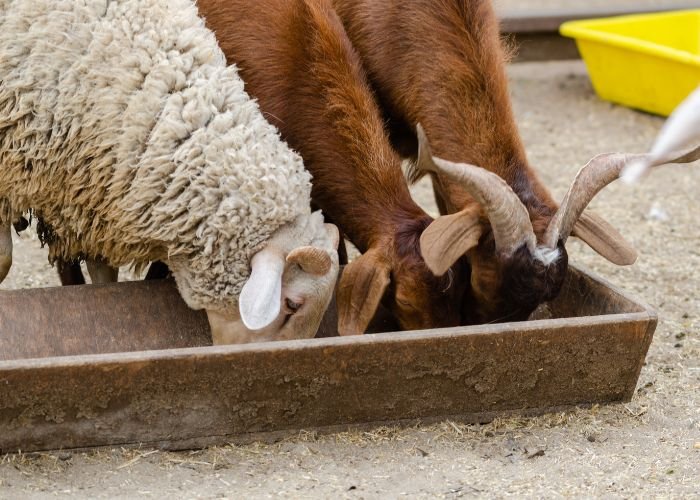 Sheep and Goat Feed​