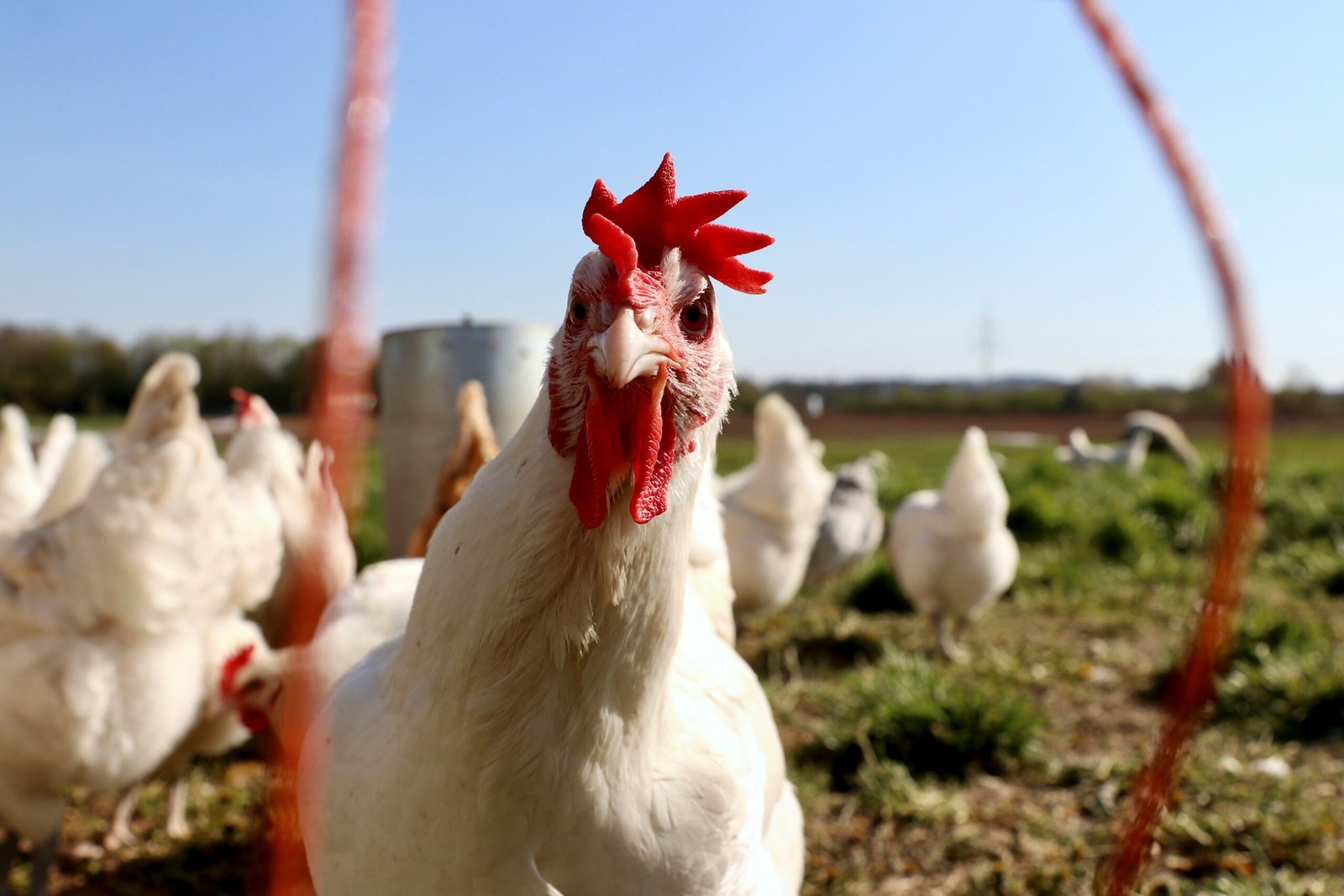 hen image from our poultry