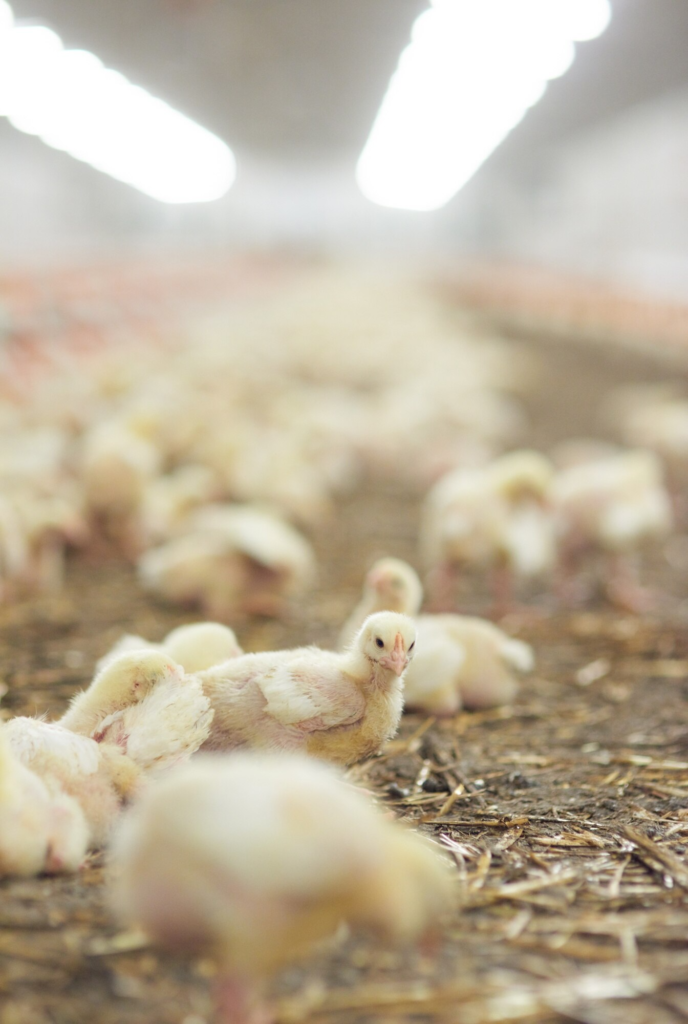 modern hatchery at chaudhry farms