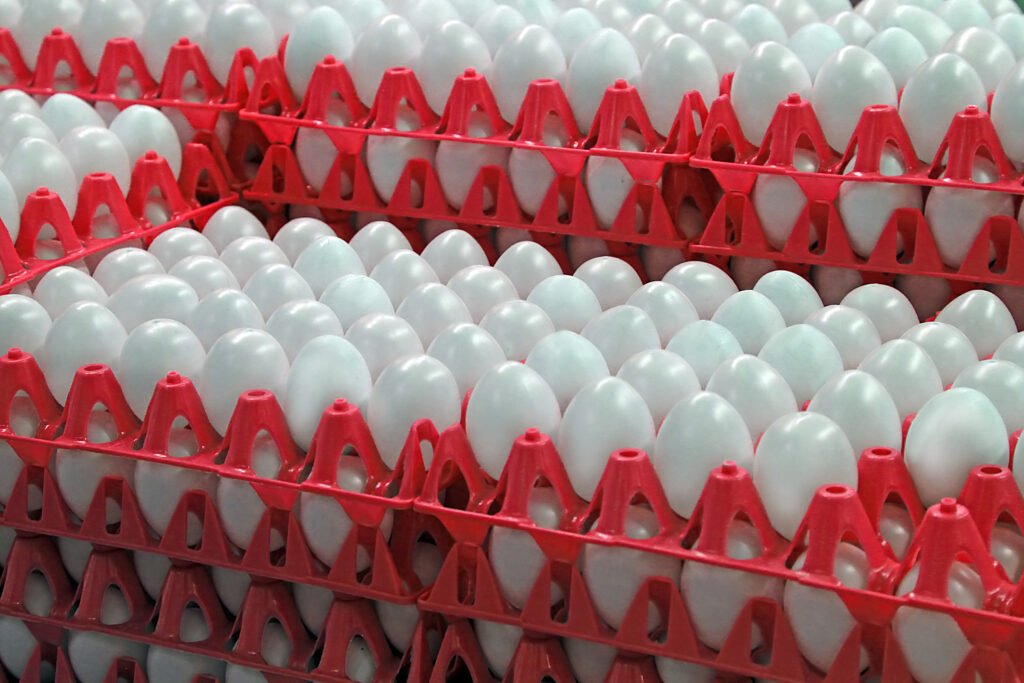 Fresh white table eggs packed in export trays by wholesale egg suppliers in UAE